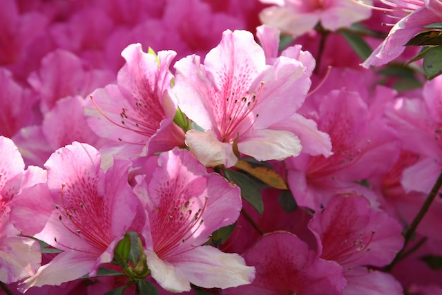 Close up of azaleas in full bloom.