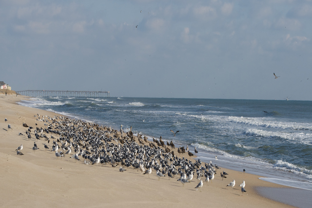 Carolina Beach