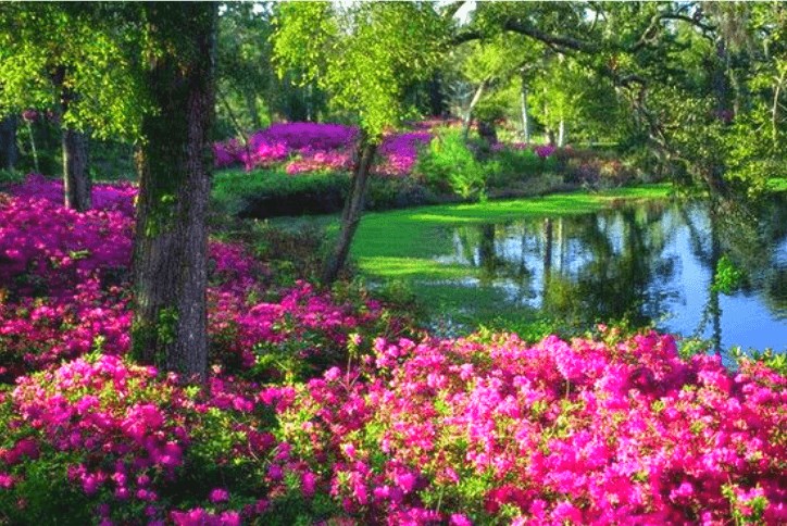 Azalea Fest Blog 724x484 (1).png