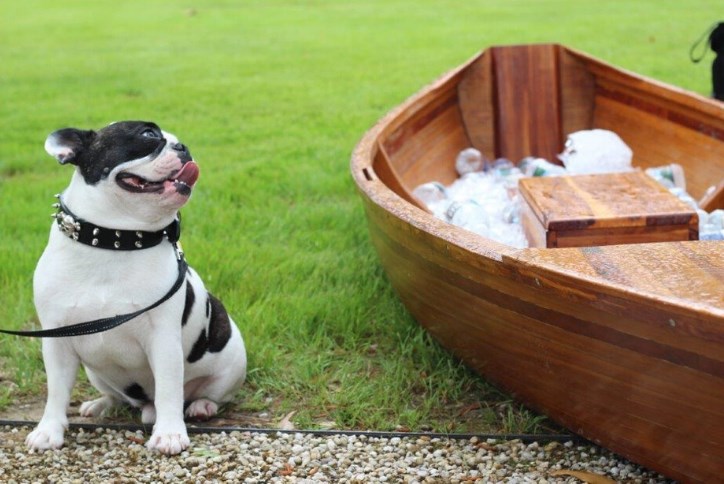 outdoor dog and boat