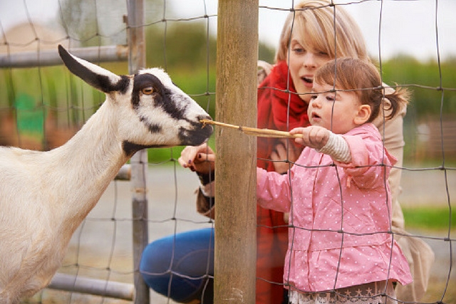 Family feeding goats in Wilmington, North Carolina