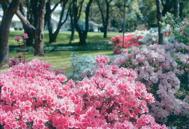 Flowers in fall, Wilmington NC