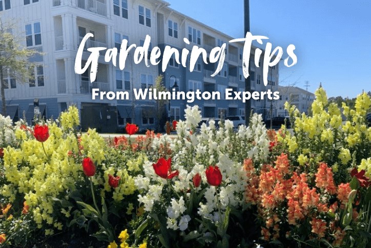 Wilmington Gardening Tips