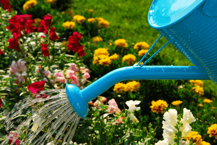 Watering can and flowers